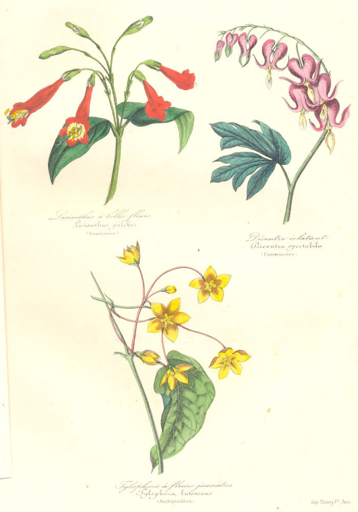 BOTANICALS. Lisianthus puleber; Dicentra spectabilis; tylophora lutescens 1852